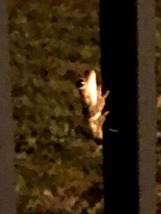 Osteopilus septentrionalis