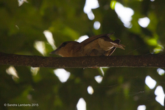 Pachyramphus castaneus