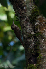 Xiphorhynchus fuscus