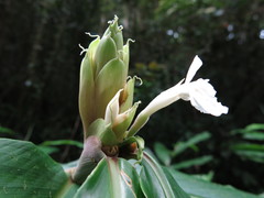 Alpinia arctiflora