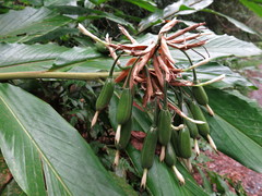 Alpinia arctiflora