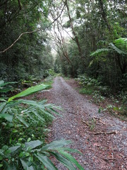 Alpinia arctiflora