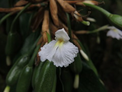 Alpinia arctiflora