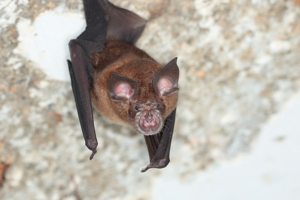 Chinese Rufous Horseshoe Bat from Mui Tsz Lam, Hong Kong on August 22 ...