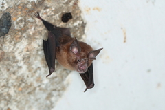 Rhinolophus sinicus