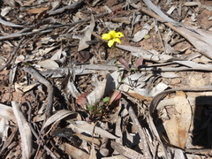 Goodenia pinnatifida