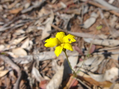 Goodenia pinnatifida