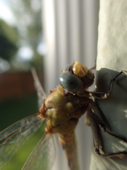 Ophiogomphus severus