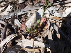 Goodenia pinnatifida