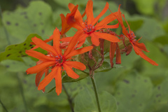 Silene fulgens