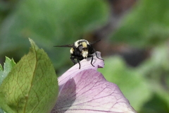 Volucella bombylans