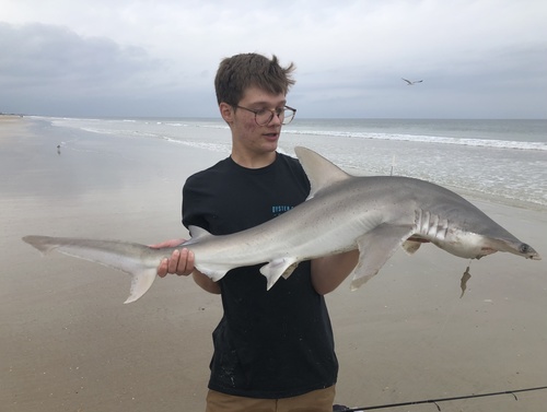 Bonnethead, photo 3 of 7