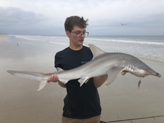 Bonnethead photo 3