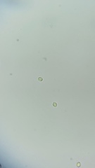 Hodophilus paupertinus