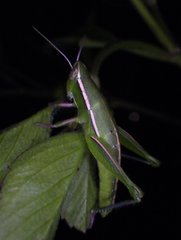 Aptenopedes sphenarioides