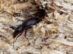 Gastrellarius honestus