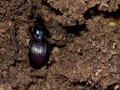 Gastrellarius honestus