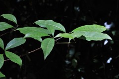 Tabernaemontana pandacaqui