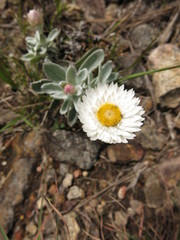 Coronidium newcastlianum