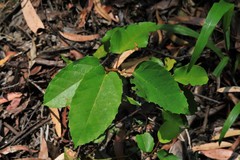 Cissus antarctica