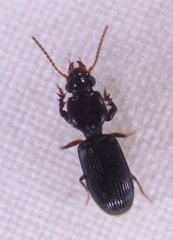 Clivina