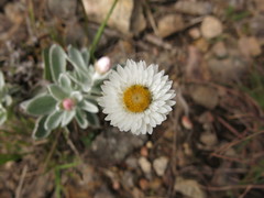 Coronidium newcastlianum