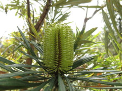 Banksia aquilonia