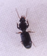 Clivina