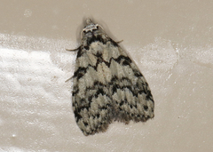 Nola melanogramma
