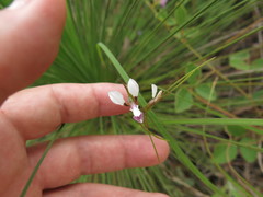 Diuris oporina