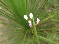 Diuris oporina