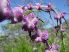 Trichostema lanatum