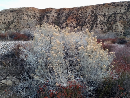 Ericameria nauseosa