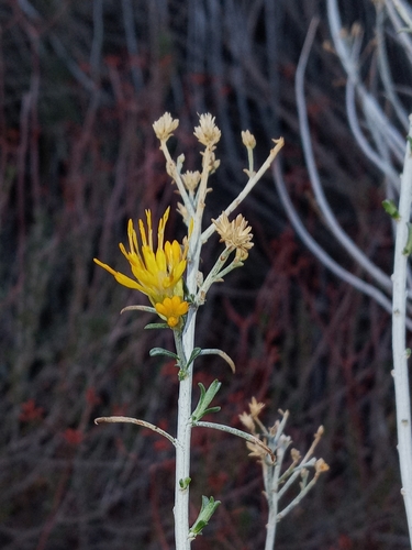 Ericameria nauseosa