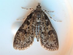 Palpita aenescentalis