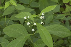 Vincetoxicum ascyrifolium