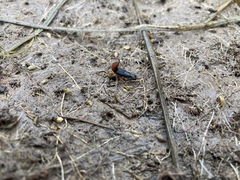 Dinothenarus saphyrinus