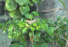 Campylorhynchus nuchalis