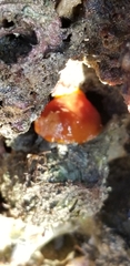 Doriopsilla albopunctata