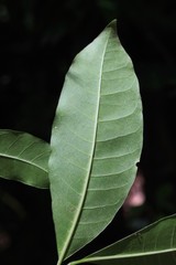 Tabernaemontana pandacaqui