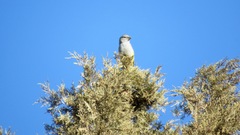Mycerobas carnipes