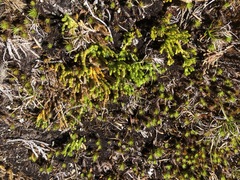 Diphasiastrum sitchense