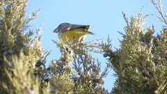 Mycerobas carnipes