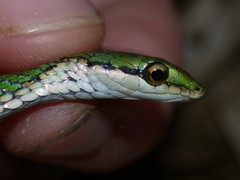 Leptophis nebulosus