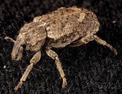 Listroderes difficilis