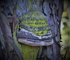 Phellinus arctostaphyli