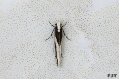 Gelechioidea