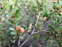 Dodonaea bursariifolia