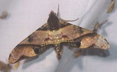 Amplypterus panopus
