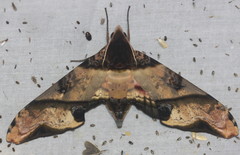 Amplypterus panopus
